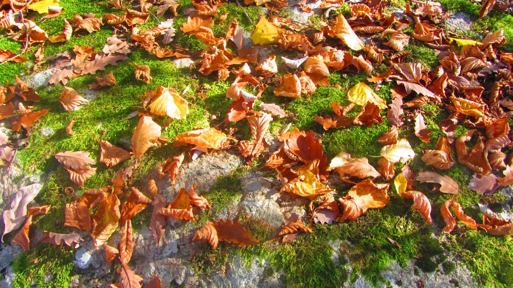 Les feuilles mortes sur un rocher de granit